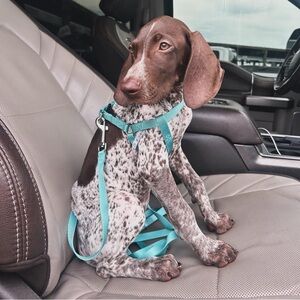 Turquoise Dog Harness